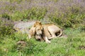 Young male lion resting in the savannah at Ngorongoro Crater Royalty Free Stock Photo