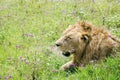Young male lion resting in the savannah at Ngorongoro Crater Royalty Free Stock Photo