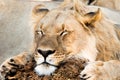 Young male lion resting in Botswana Africa Royalty Free Stock Photo