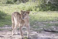 Young male lion, Serengeti, Tanzania Royalty Free Stock Photo