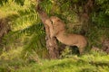 Young male lion sharpens claws on tree