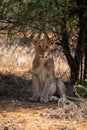 Young male lion sits staring under bush Royalty Free Stock Photo