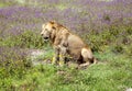 Young male lion is sitting on a meadow Royalty Free Stock Photo