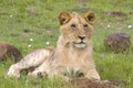 Young male lion sitting on the savannah