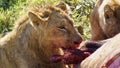 Young male lion small mane eats his booty Ngorongoro crater national park Africa Tanzania Royalty Free Stock Photo