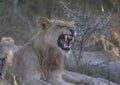 Young male lion snarling showing its teeth Royalty Free Stock Photo