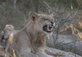 Young male lion snarling showing its teeth Royalty Free Stock Photo