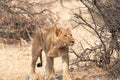 Young male lion stalking prey in the Boteti River region of Botswana
