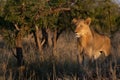 Young male lion standing and looking left