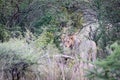 Young male lion staring Royalty Free Stock Photo