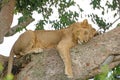 Young Male Lion Taking a Nap in a Tree Royalty Free Stock Photo