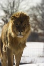 Young male lion walking Royalty Free Stock Photo