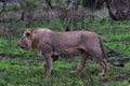 Young Male Lion walking in a nature reserve in South Africa Royalty Free Stock Photo