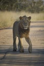 Young male lion walking on a sand road looking alert Royalty Free Stock Photo