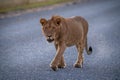 Young male lion walks along paved road Royalty Free Stock Photo