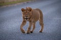 Young male lion walks on paved road Royalty Free Stock Photo