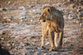 Young male lion walks on rocky ground at sunrise in Etosha national park, Namibia Royalty Free Stock Photo