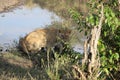 Young male lion in the wild maasai mara Royalty Free Stock Photo