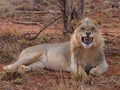 Young male lion yawning