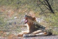 Young male Lion yawning. Kalahari national Park in Botswana Africa. Royalty Free Stock Photo