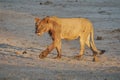 Young, male lion Royalty Free Stock Photo