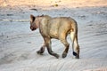 Young, male lion Royalty Free Stock Photo