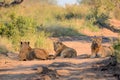 Young Male Lions in Kruger National Park Royalty Free Stock Photo