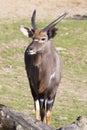 Young male Lowland nyala, Tragelaphus angasii