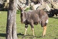 Young male Lowland nyala, Tragelaphus angasii