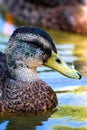 Young male mallard duck Royalty Free Stock Photo