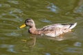 Young Male Mallard duck, mallard, Eurasian wild duck, Anas platyrhynchos