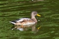 Young Male Mallard duck, mallard, Eurasian wild duck, Anas platyrhynchos
