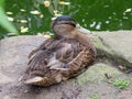 Young male Mallard duck resting next to a pond. Royalty Free Stock Photo