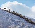 Young male Marco Polo sheep graze and lie on the slope of mountain range Royalty Free Stock Photo