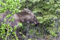 Young Male Moose, Deep In the Alaskan Wilderness Royalty Free Stock Photo