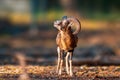 A young male Mouflon Ovis gmelini musimon