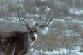 Young male mule deer in winter Royalty Free Stock Photo