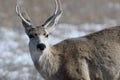 Young male mule deer in winter Royalty Free Stock Photo