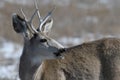 Young male mule deer in winter Royalty Free Stock Photo