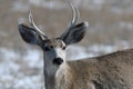 Young male mule deer in winter Royalty Free Stock Photo