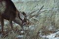 Young male mule deer in winter Royalty Free Stock Photo