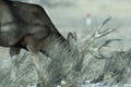 Young male mule deer in winter Royalty Free Stock Photo