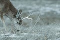 Young male mule deer in winter Royalty Free Stock Photo