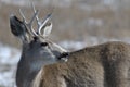 Young male mule deer in winter Royalty Free Stock Photo