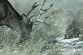 Young male mule deer in winter Royalty Free Stock Photo