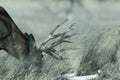 Young male mule deer in winter Royalty Free Stock Photo