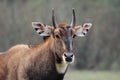 Young male Nilgai