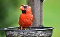 Northern Cardinal young male on feeder Royalty Free Stock Photo