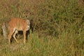 Young male nyala (Tragelaphus angasii) Royalty Free Stock Photo