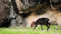 Young Male Okapi Royalty Free Stock Photo